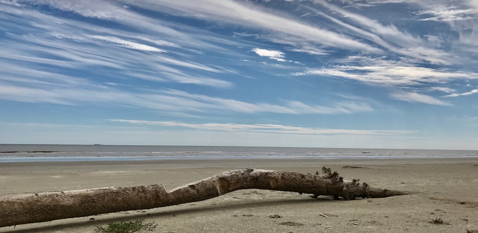 Driftwood resting on the sand