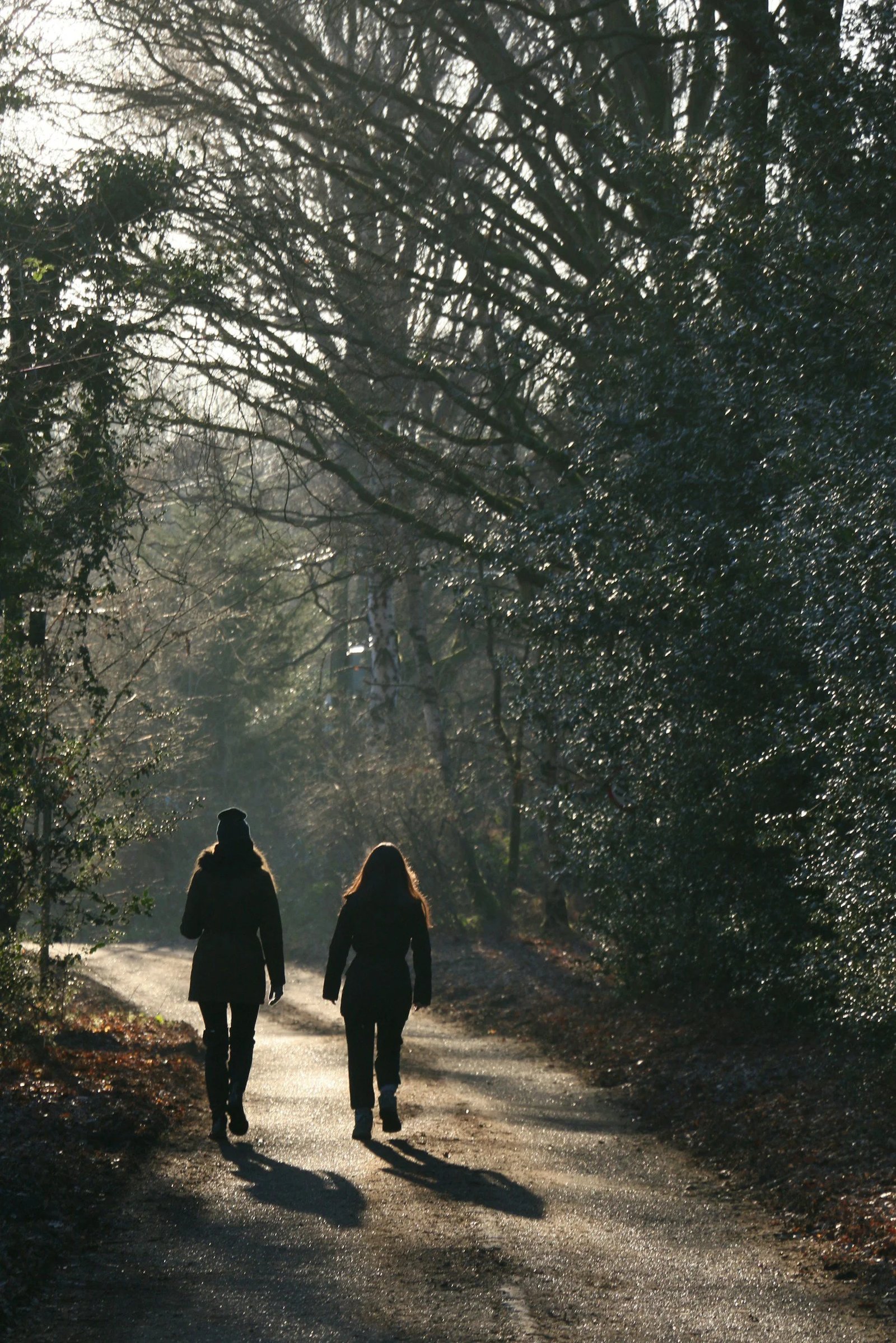 Sunlit forest trail