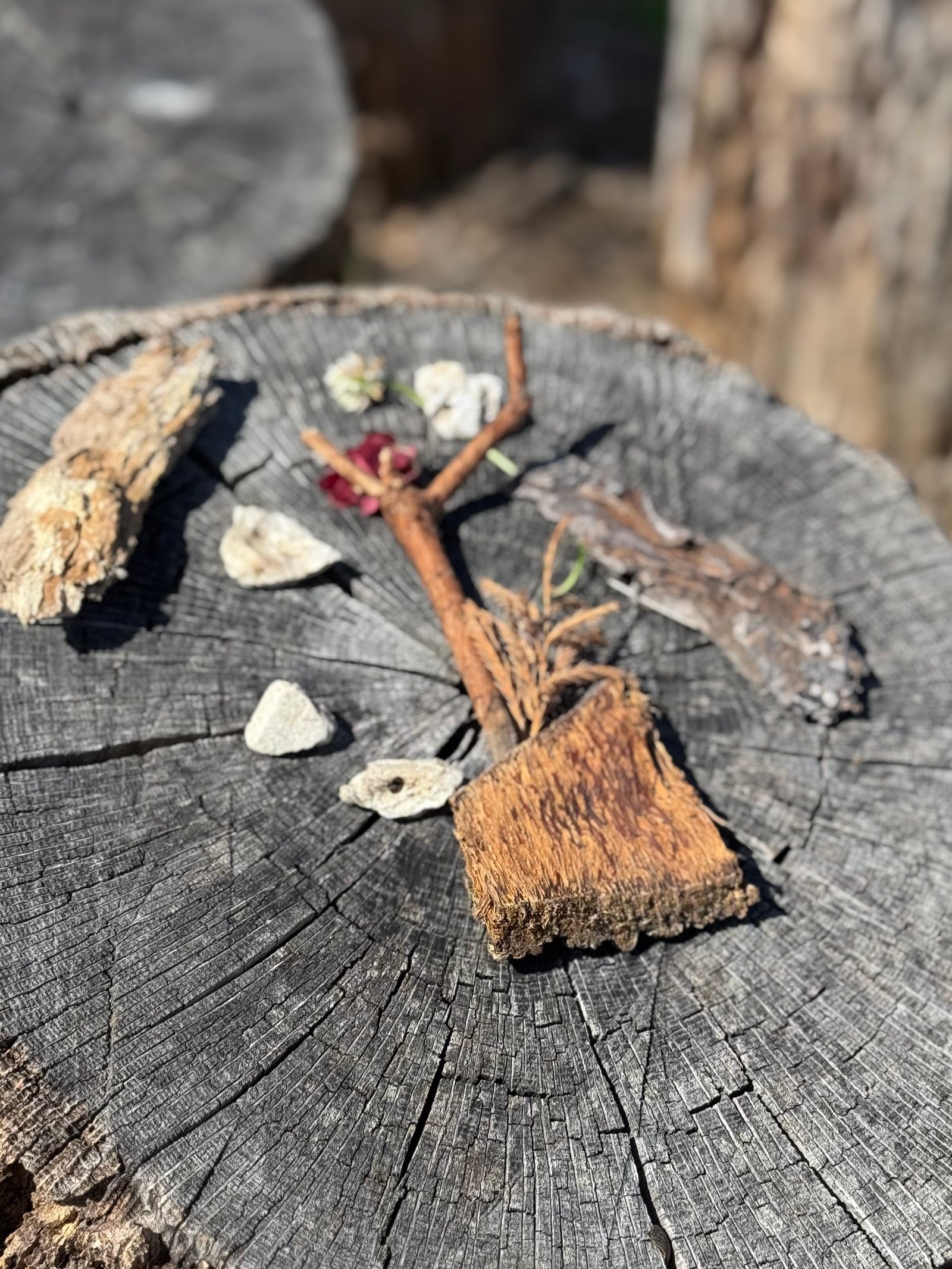 Natural elements arranged on a weathered tree stump