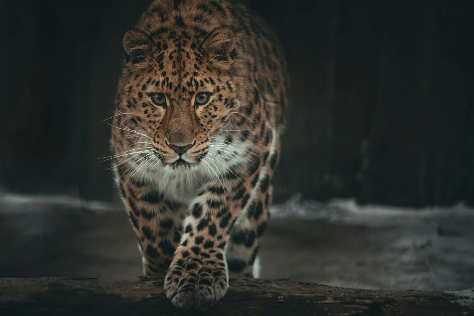 Leopard walking forward