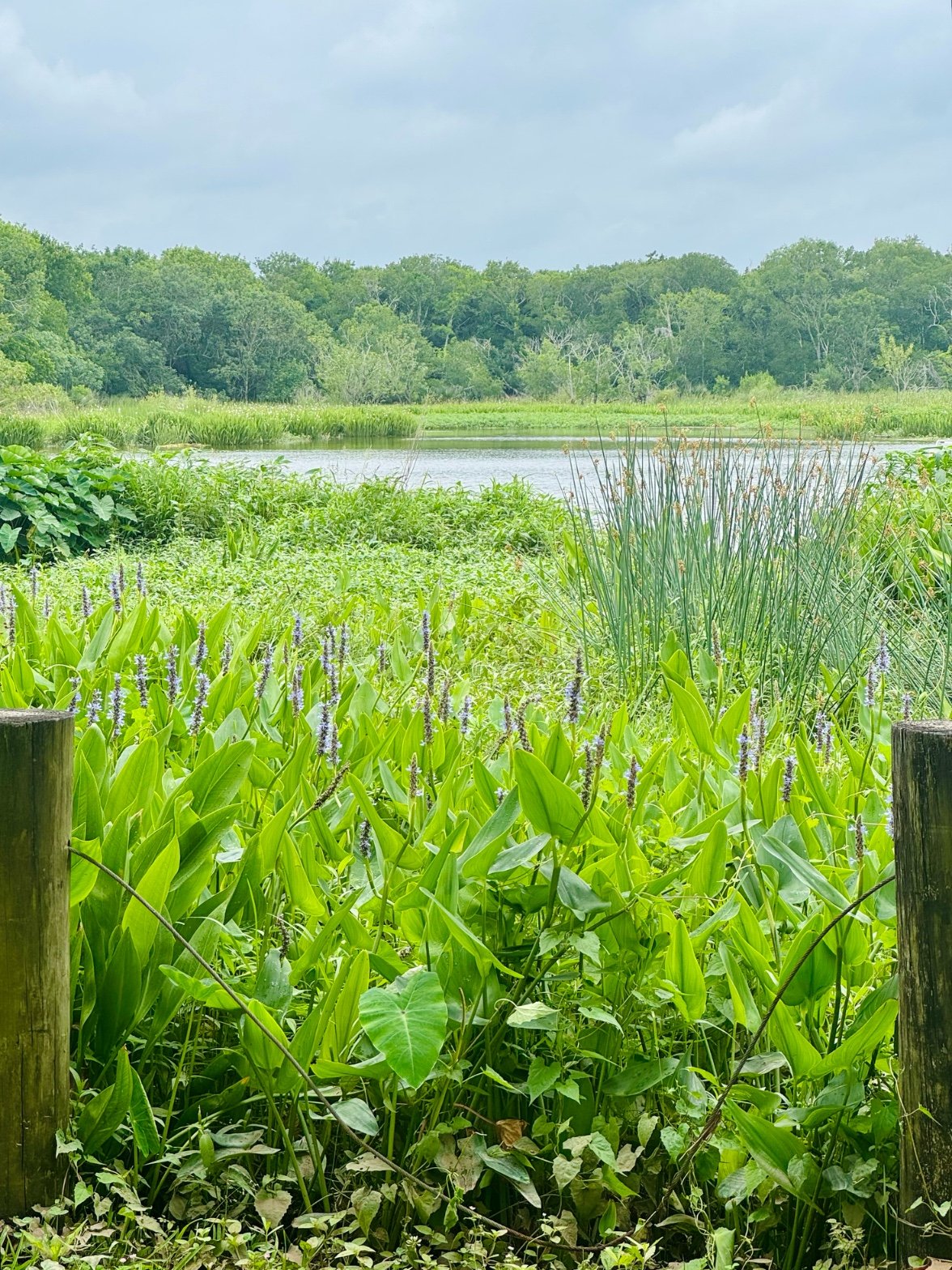 A lush marsh with purple wildflowers and tall reeds beside a quiet pond, framed by fence posts